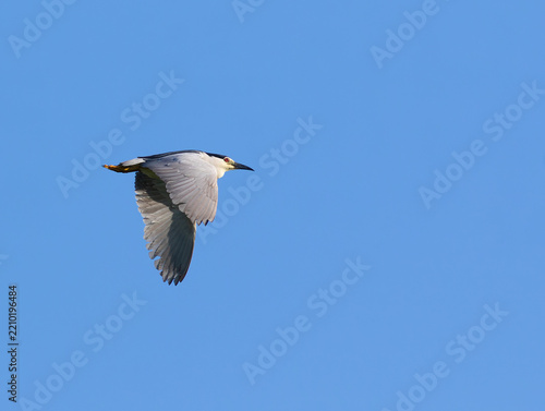 Black-Crowned Night Heron Flying Gracefully in Blue Sky Background During Daylight