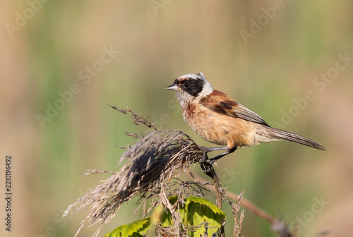 Side View of an Eurasian Penduline Tit Resting on a Reed Stem in Sunlight