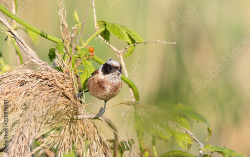 Eurasian Penduline Tit Balancing on Dry Reeds with Soft Natural Bokeh Background