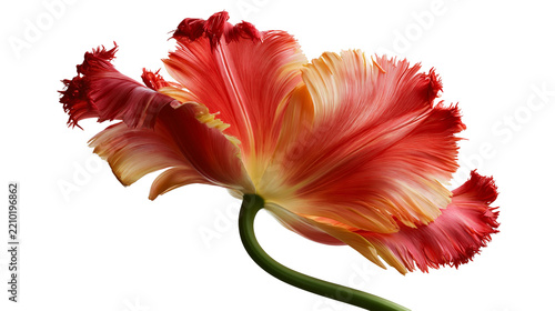 Obraz na plátně Red and yellow fringed parrot tulip flower with ruffled petals and green stem