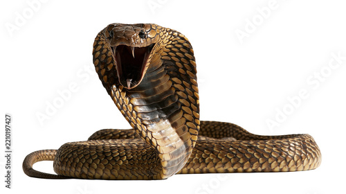 Aggressive king cobra snake with open mouth and flared hood