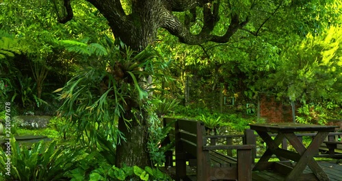 wooden bench, staghorn fern, garden, terrace, Taiwan