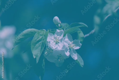 White apple blossoms and green leaves on a branch, softly lit against a dark ...