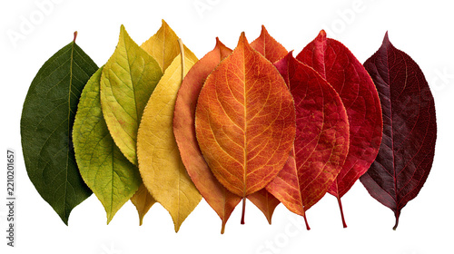 Gradient spectrum of autumn leaves ranging from green to yellow orange and red