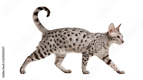 Fotografie Silver spotted Egyptian Mau cat walking with tail curled up