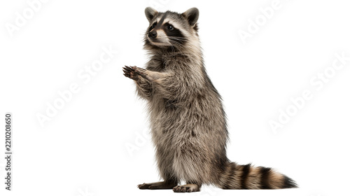 Standing raccoon with grey and black fur and ringed tail