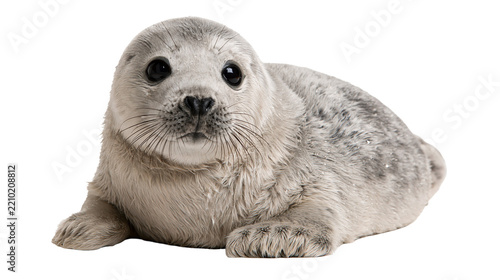 Fluffy grey baby harp seal pup with large black eyes and whiskers