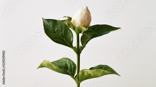 Botanical Study of a Single Closed Flower Bud on a Green Stem