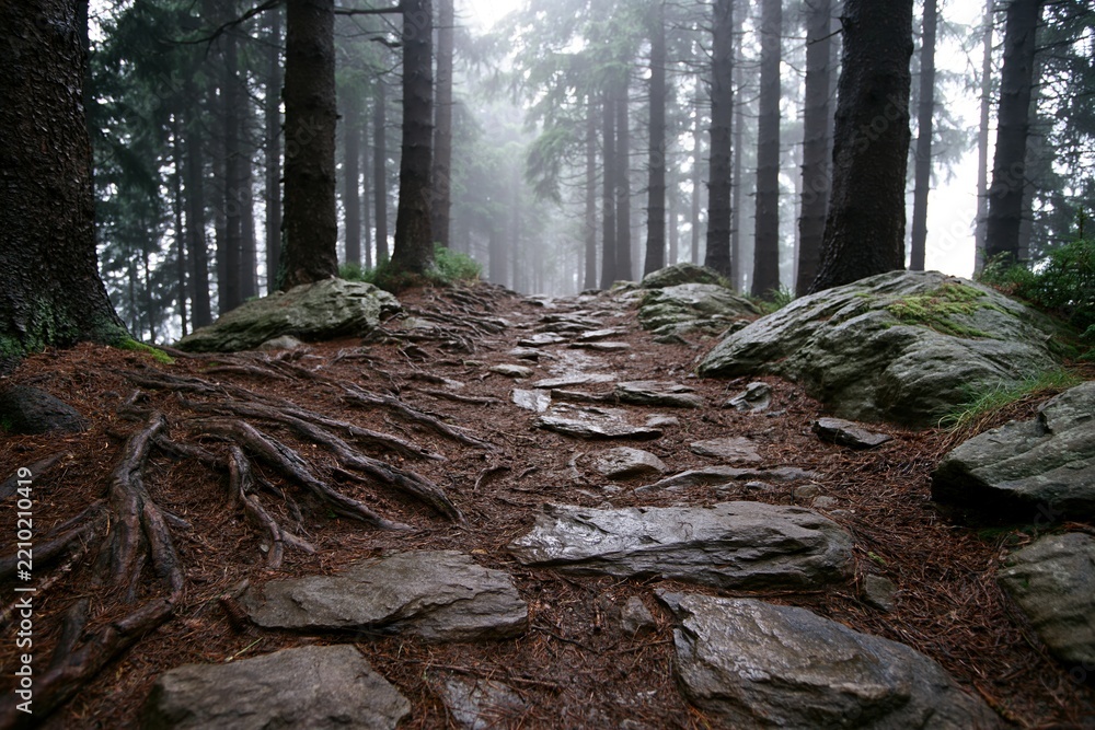 Obraz premium The Rocky Forest Trail Through Mossy Roots and Foggy Pines