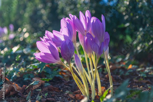 Blooming purple colchicum autumnale flowers backlit by golden sunset light in early autumn