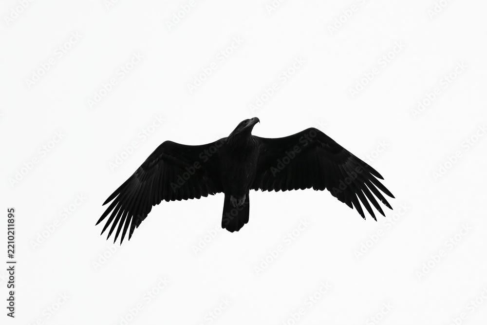 Fototapeta premium The Black Raven in Silent Flight Across a Pure White Sky, Silhouette Capture