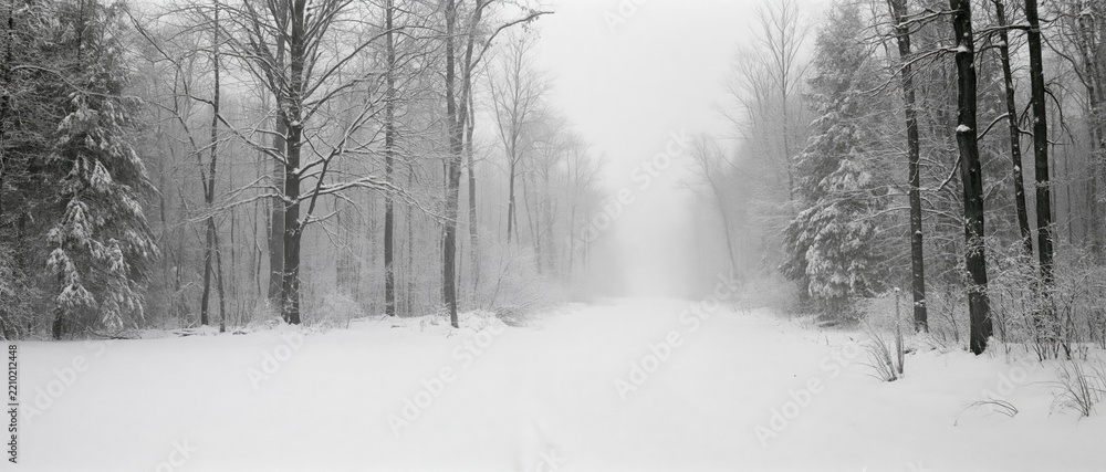 Obraz premium Snow-covered forest path disappearing into dense fog between bare trees