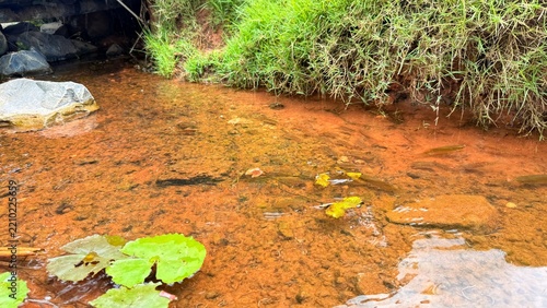 The Stream and the Small Fish