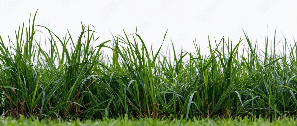 Obraz premium Low-angle view of fresh green grass blades growing in a natural outdoor setting