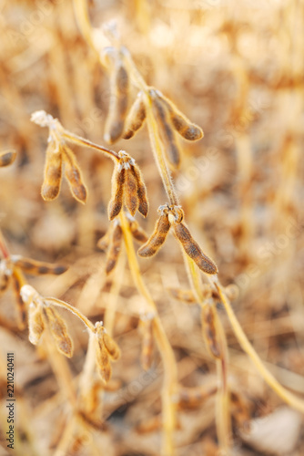 Close-up of Ripe Soybean Pods on the Plant, Agricultural Field View in Soft Natural Daylight