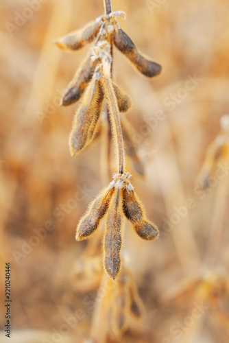 Close-up of Ripe Soybean Pods on the Plant, Agricultural Field View in Soft Natural Daylight