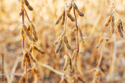 Close-up of Ripe Soybean Pods on the Plant, Agricultural Field View in Soft Natural Daylight