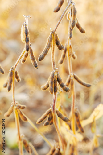 Close-up of Ripe Soybean Pods on the Plant, Agricultural Field View in Soft Natural Daylight