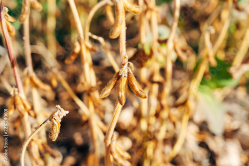Close-up of Ripe Soybean Pods on the Plant, Agricultural Field View in Soft Natural Daylight