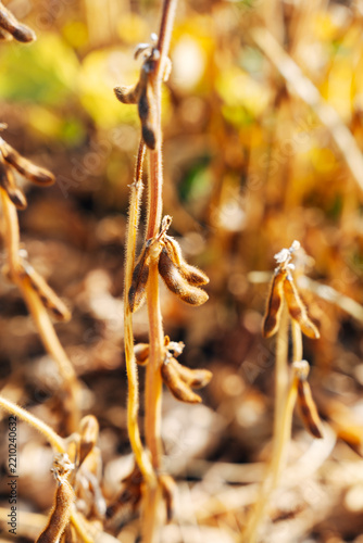 Close-up of Ripe Soybean Pods on the Plant, Agricultural Field View in Soft Natural Daylight