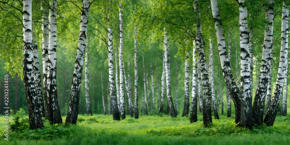 Obraz premium Birch forest in summer with green foliage