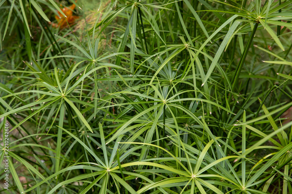 Fototapeta premium Close up view of vibrant green papyrus plant leaves growing in a lush tropical garden setting.