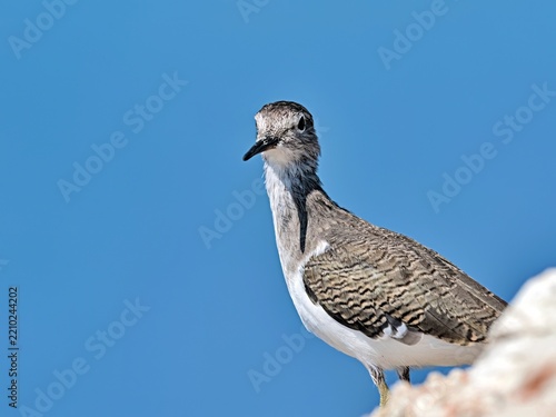 Common Sandpiper (Actitis hypoleucos) Crete, Greece 