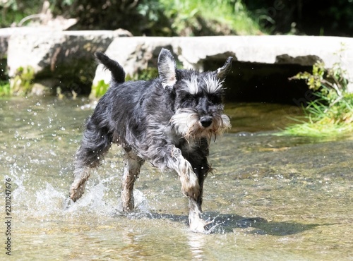 Obraz na plátně miniature schnauzer in nature