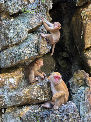 Photography Rhesus macaque family climbing rugged limestone rock inside natural cave, showin