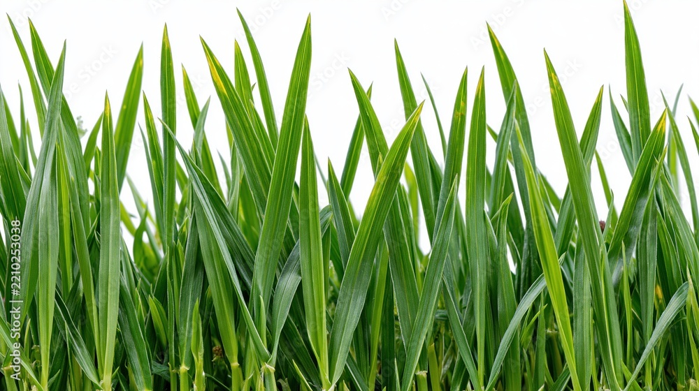 Obraz premium Horizontal strip of green grass blades growing along the bottom edge against white background