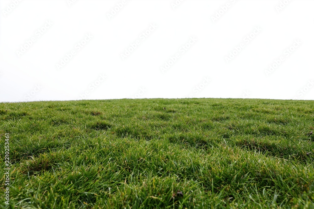 Obraz premium The Grass Field Under a Bright Expansive Sky Open Quiet and Serene