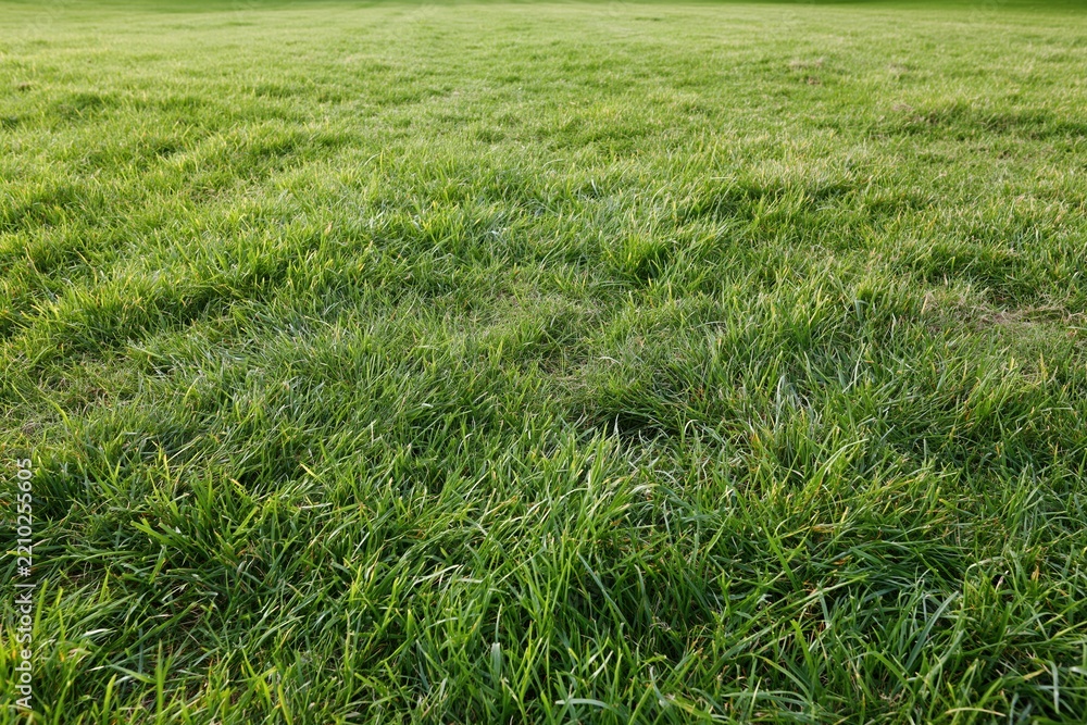 Obraz premium The Lush Green Grass Field Under Sunny Sky in Open Pasture