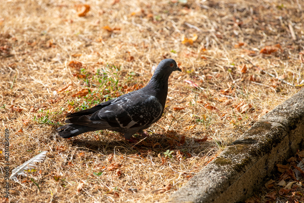 Fototapeta premium A lone pigeon standing on dry parched grass during a period of severe seasonal drought