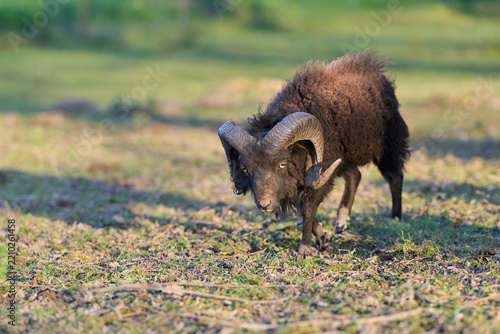 A dark brown ouessant ram with large, curved horns lowers its head while walking across a sunny grassy field. Natural outdoor lighting highlights its thick wool fleece and powerful posture.