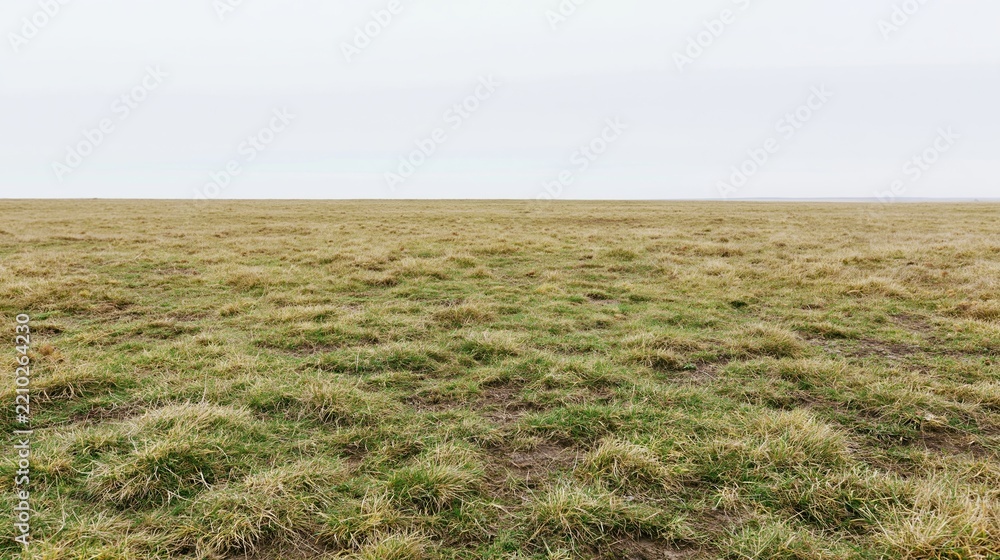 Obraz premium Wide low-angle view of a flat grassy field stretching to the horizon under an overcast sky