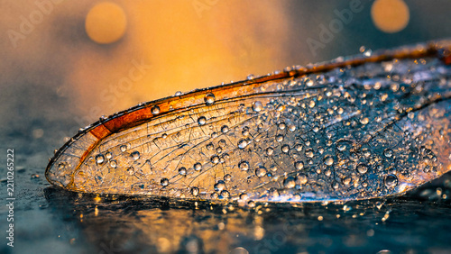Dragonfly wing covered in water droplets on reflective surface with natural light