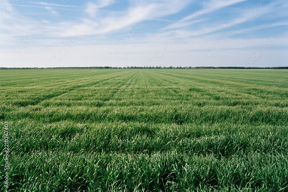 Obraz premium The Green Field at Distant Horizon Under Clear Blue Sky