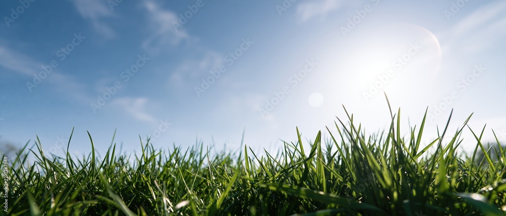 Obraz premium Low-angle view of green grass blades under bright sunlight against a clear blue sky