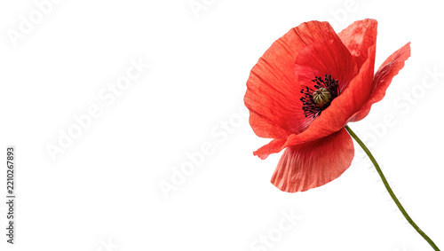 Single beautiful bright red poppy flower blooming flora detail isolated on transparent background