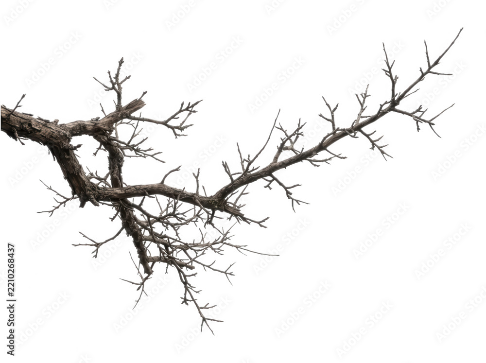 Fototapeta premium Bare tree branch without leaves isolated on a plain white background