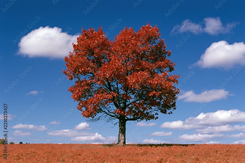 Obraz premium The Tree Standing Alone in a Red Field Under a Blue Sky