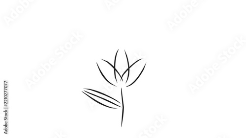 Tulip Flower Line Art