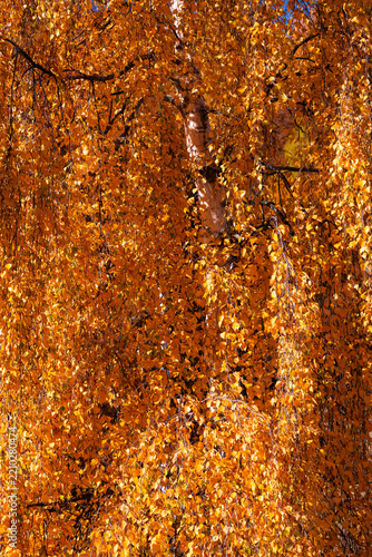 Vibrant autumn foliage in a mountain forest with colorful red, orange and yellow trees