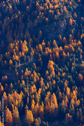 Vibrant autumn foliage in a mountain forest with colorful red, orange and yellow trees