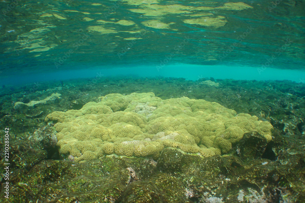 Fototapeta premium Shallow Caribbean Coral Reef in Clear Tropical Waters
