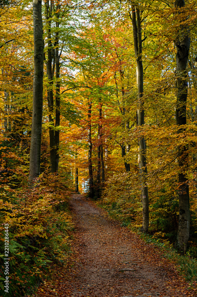 Fototapeta premium A narrow path covered with orange and brown fallen leaves cuts through dense forest filled with colorful autumn foliage. Tall trees with golden and green leaves create a cozy, serene tunnel effect.