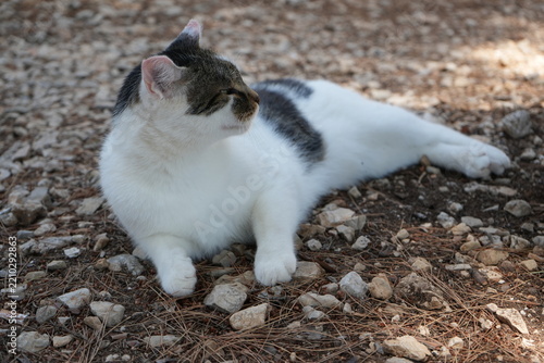 Obraz na płótnie cat on the beach