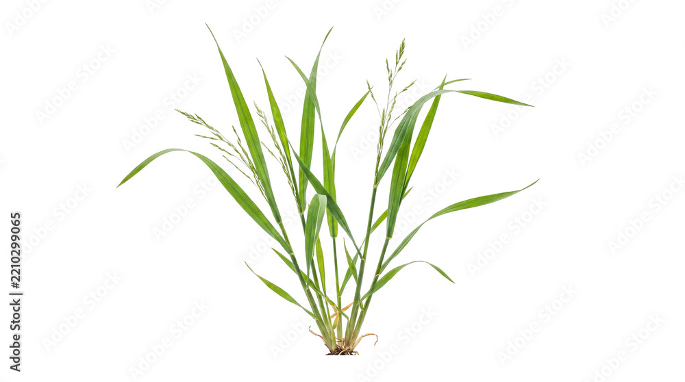 Obraz premium Green grass plant with medium blades and small developing seed heads