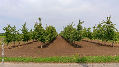 Apples Trees in Rows at Farm Land Orchard Summer Day