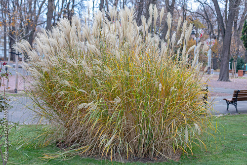 Large Ornamental Plant Chinese Silver Maiden Grass at City Park Garden